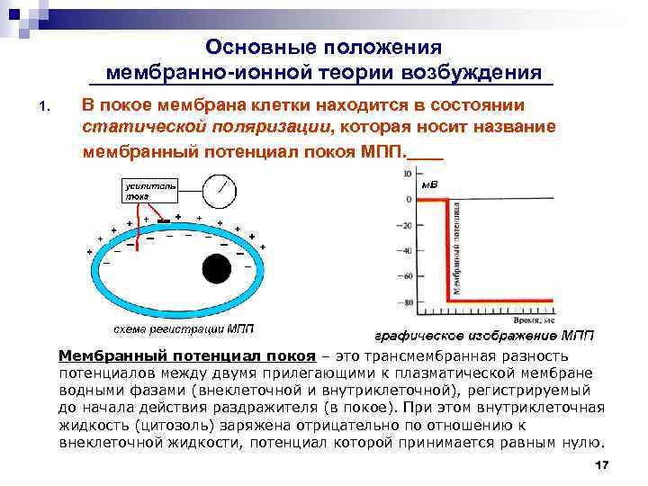 Основные положения мембранно-ионной теории возбуждения 1. В покое мембрана клетки находится в состоянии статической