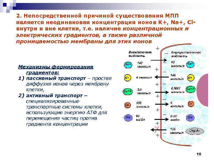 2. Непосредственной причиной существования МПП является неодинаковая концентрация ионов K+, Na+, Clвнутри и вне