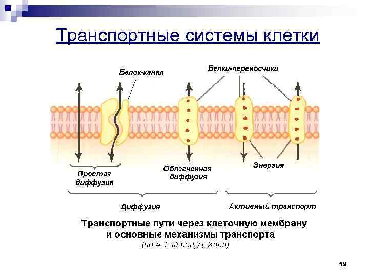 Транспортные системы клетки 19 