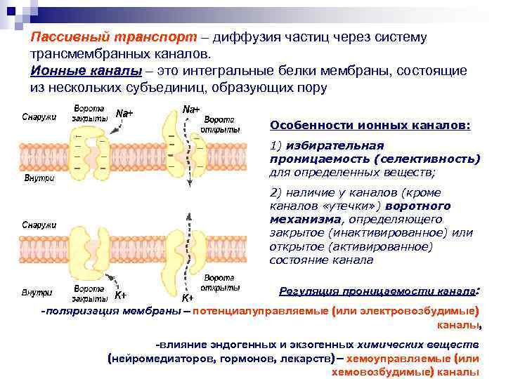 Пассивный транспорт. Трансмембранный перенос веществ пассивный транспорт. Структура трансмембранных ионных каналов. Транспорт через ионные каналы. Пассивный транспорт физиология.