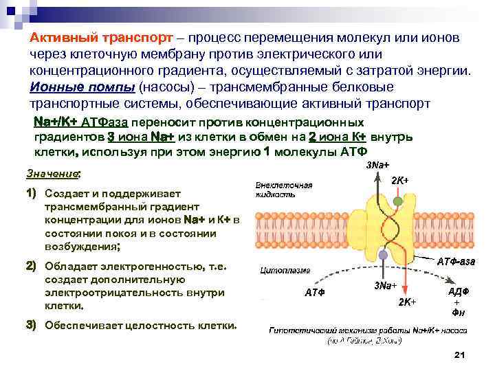 Ионы через мембрану