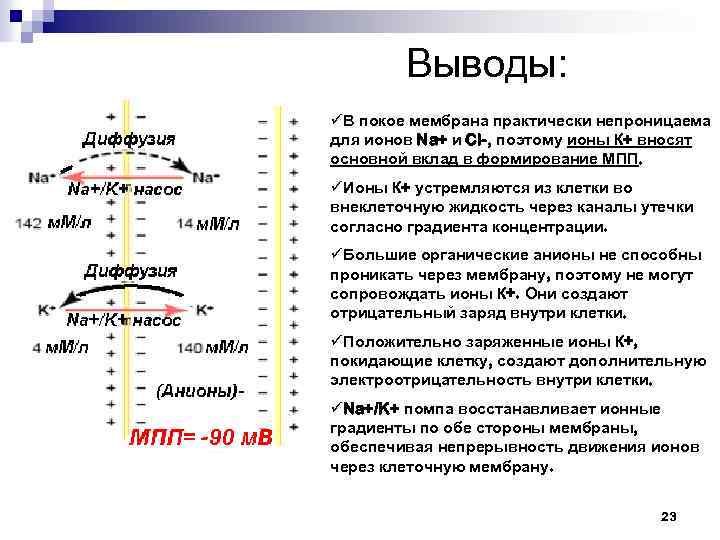 Выводы: üВ покое мембрана практически непроницаема для ионов Na+ и Cl-, поэтому ионы К+