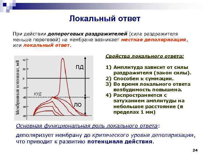 Локальный ответ При действии допороговых раздражителей (сила раздражителя меньше пороговой) на мембране возникает местная