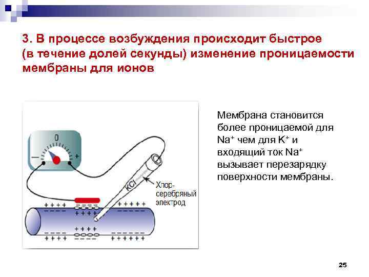 3. В процессе возбуждения происходит быстрое (в течение долей секунды) изменение проницаемости мембраны для