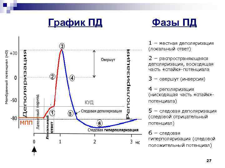 График ПД Фазы ПД 1– местная деполяризация (локальный ответ) 2– распространяющаяся деполяризация, восходящая часть