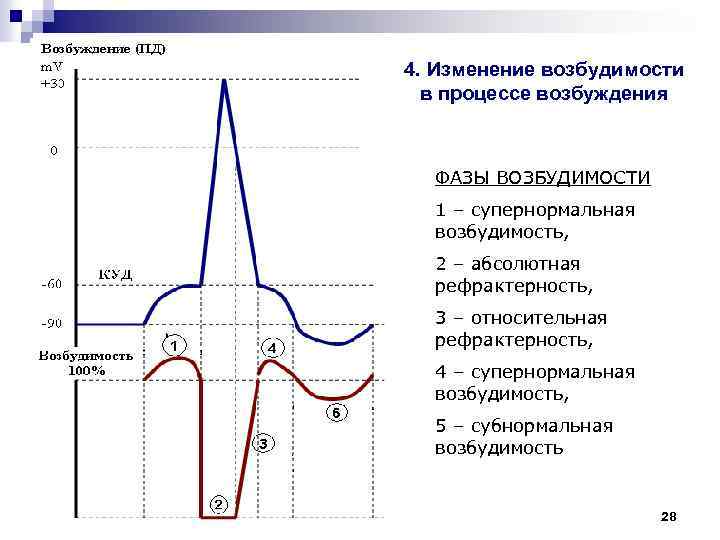 4. Изменение возбудимости в процессе возбуждения ФАЗЫ ВОЗБУДИМОСТИ 1 – супернормальная возбудимость, 2 –