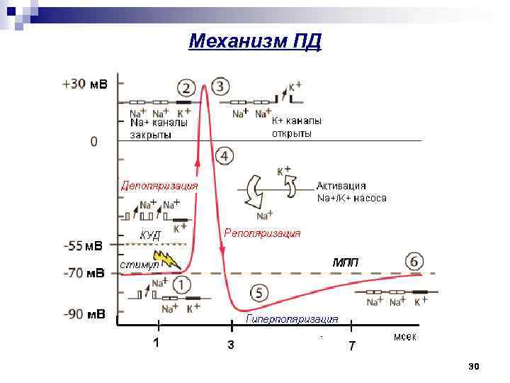 Механизм ПД 30 