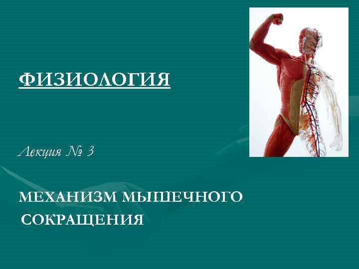 ФИЗИОЛОГИЯ Лекция № 3 МЕХАНИЗМ МЫШЕЧНОГО СОКРАЩЕНИЯ 