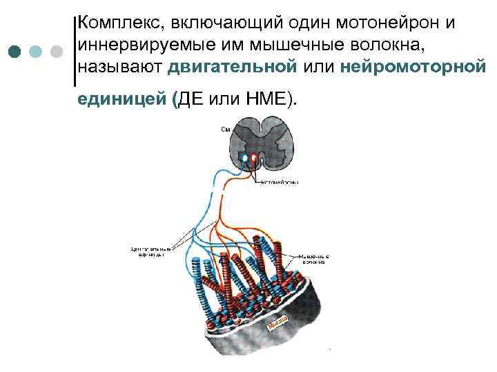 Комплекс, включающий один мотонейрон и иннервируемые им мышечные волокна, называют двигательной или нейромоторной единицей