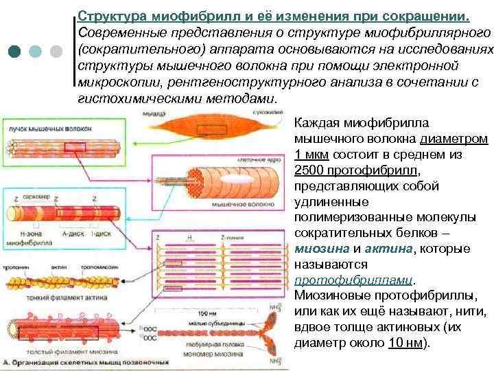 Структура миофибрилл и её изменения при сокращении. Современные представления о структуре миофибриллярного (сократительного) аппарата
