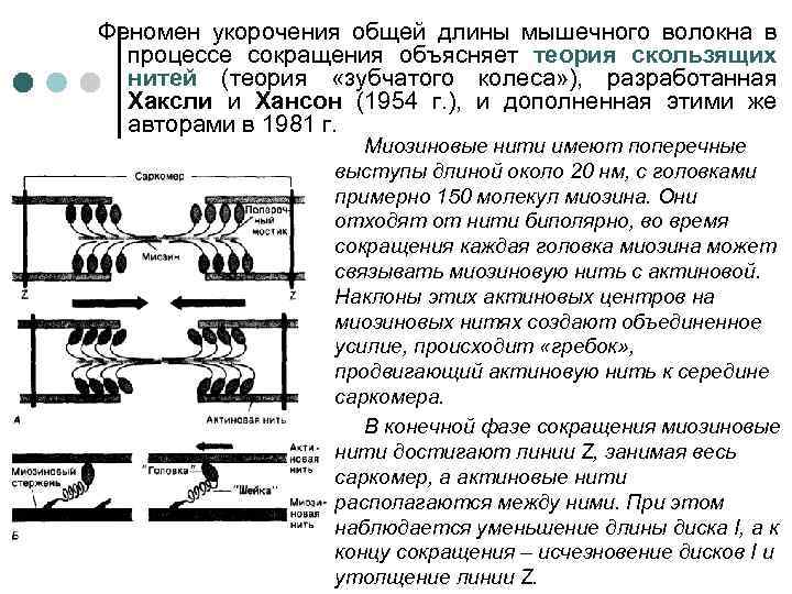 Феномен укорочения общей длины мышечного волокна в процессе сокращения объясняет теория скользящих нитей (теория