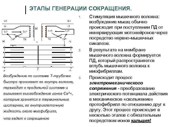 ЭТАПЫ ГЕНЕРАЦИИ СОКРАЩЕНИЯ. 1. 2. Возбуждение по системе Т-трубочек быстро проникает во внутрь волокна,