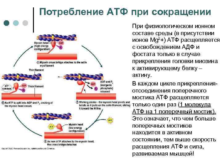 Потребление АТФ при сокращении При физиологическом ионном составе среды (в присутствии ионов Mg²+) АТФ
