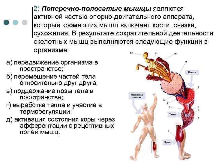 2) Поперечно-полосатые мышцы являются активной частью опорно-двигательного аппарата, который кроме этих мышц включает кости,