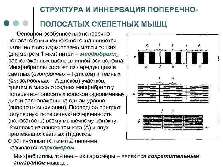 СТРУКТУРА И ИННЕРВАЦИЯ ПОПЕРЕЧНОПОЛОСАТЫХ СКЕЛЕТНЫХ МЫШЦ Основной особенностью поперечнополосатого мышечного волокна является наличие в