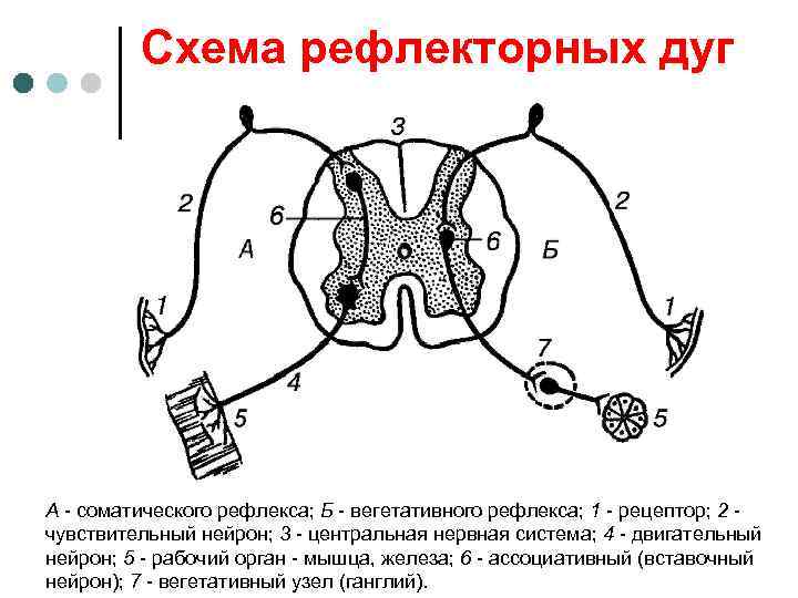 Схема рефлекторных дуг А - соматического рефлекса; Б - вегетативного рефлекса; 1 - рецептор;