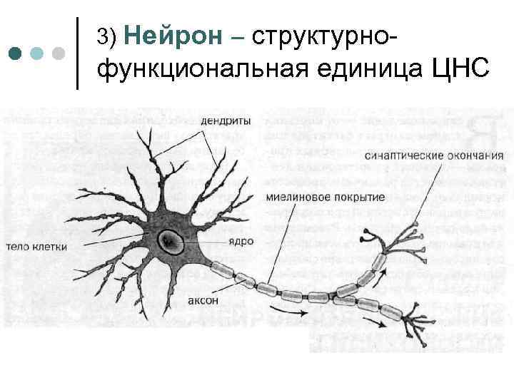 3) Нейрон – структурно- функциональная единица ЦНС 