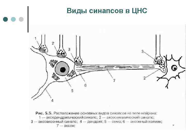 Виды синапсов в ЦНС 