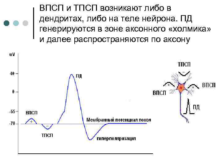 ВПСП и ТПСП возникают либо в дендритах, либо на теле нейрона. ПД генерируются в