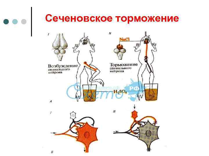 Сеченовское торможение 