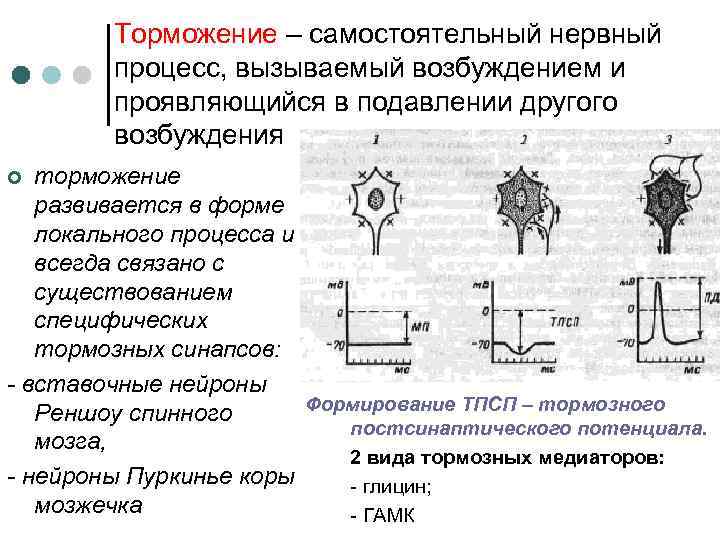 Торможение – самостоятельный нервный процесс, вызываемый возбуждением и проявляющийся в подавлении другого возбуждения торможение