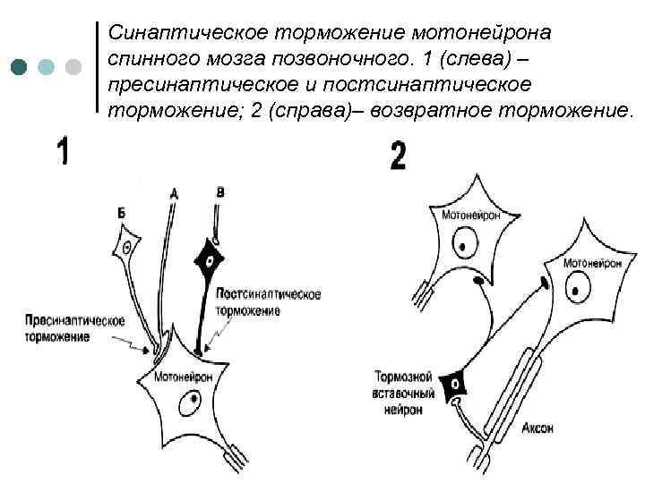 Синаптическое торможение мотонейрона спинного мозга позвоночного. 1 (слева) – пресинаптическое и постсинаптическое торможение; 2