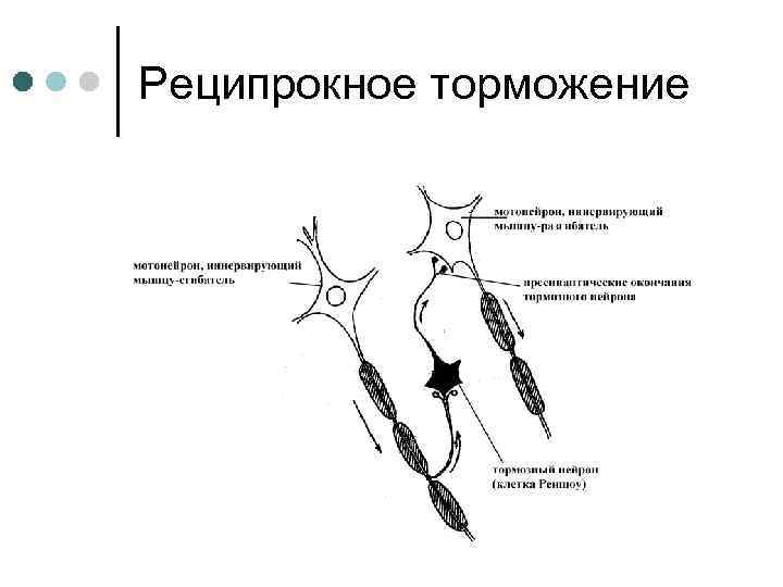 Реципрокное торможение 