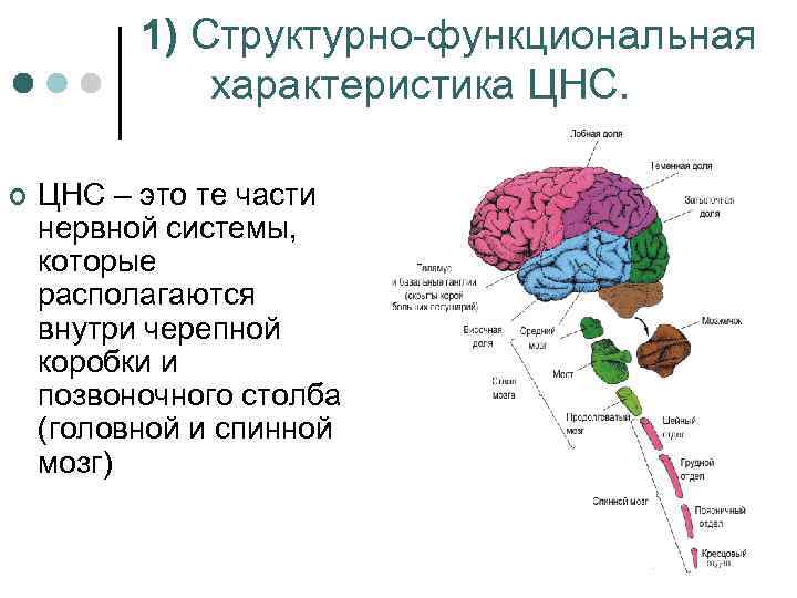 1) Структурно-функциональная характеристика ЦНС. ¢ ЦНС – это те части нервной системы, которые располагаются