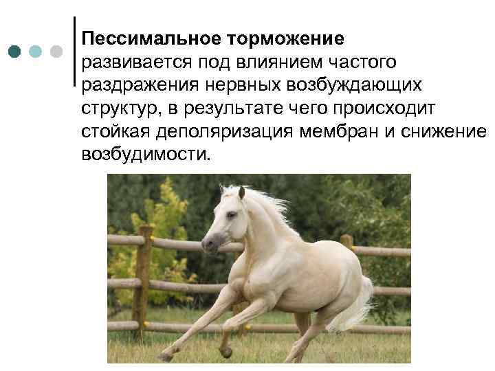 Пессимальное торможение развивается под влиянием частого раздражения нервных возбуждающих структур, в результате чего происходит