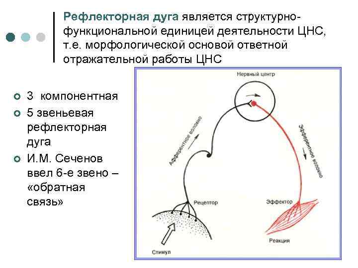 Рефлекторная дуга является структурнофункциональной единицей деятельности ЦНС, т. е. морфологической основой ответной отражательной работы