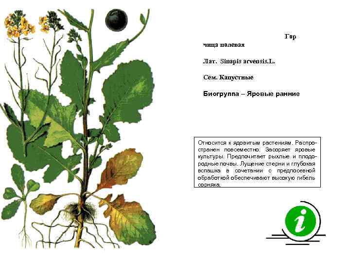 Гор чица полевая Лат. Sinapis arvensis. L. Сем. Капустные Биогруппа – Яровые ранние Относится