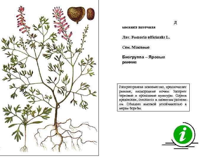 Д ымянка аптечная Лат. Fumaria officinalis L. Сем. Маковые Биогруппа – Яровые ранние Распространена