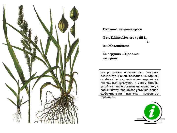 Ежовник петушье просо Лат. Echinochloa crus galli L. С ем. Мятликовые Биогруппа – Яровые