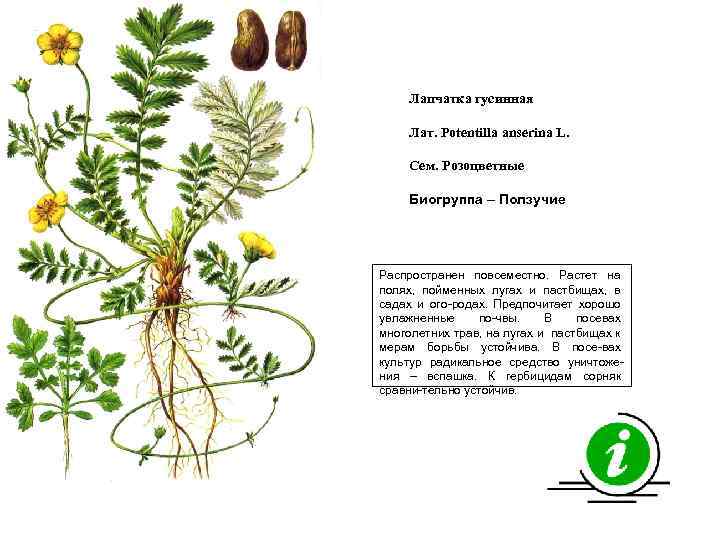 Лапчатка гусинная Лат. Potentilla anserina L. Сем. Розоцветные Биогруппа – Ползучие Распространен повсеместно. Растет