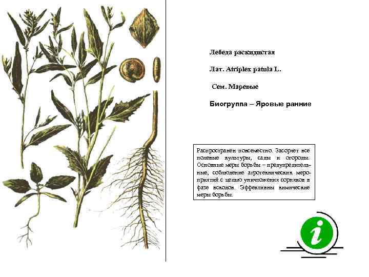 Лебеда раскидистая Лат. Atriplex patula L. Сем. Маревые Биогруппа – Яровые ранние Распространен повсеместно.