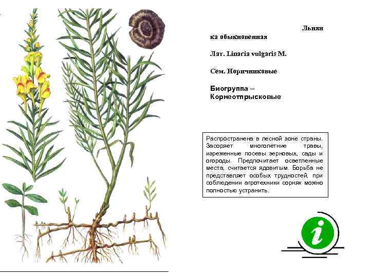 Льнян ка обыкновенная Лат. Linaria vulgaris М. Сем. Норичниковые Биогруппа – Корнеотпрысковые Распространена в