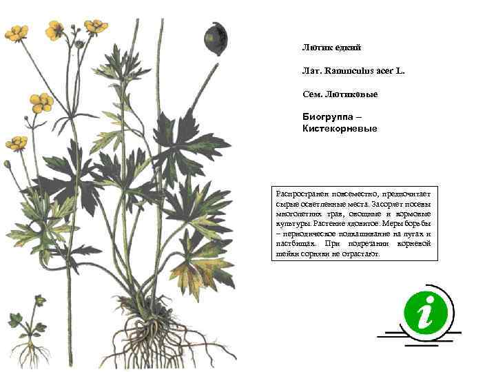 Лютик едкий Лат. Ranunculus acer L. Сем. Лютиковые Биогруппа – Кистекорневые Распространен повсеместно, предпочитает