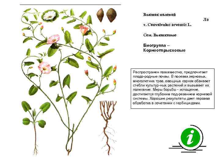 Вьюнок полевой Ла т. Convolvulus arvensis L. Сем. Вьюнковые Биогруппа – Корнеотпрысковые Распространен повсеместно,