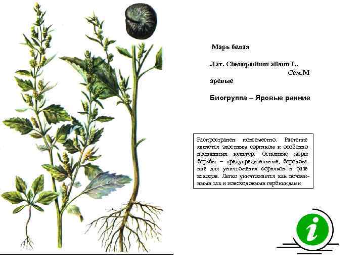 Марь белая Лат. Chenopodium album L. Сем. М аревые Биогруппа – Яровые ранние Распространен