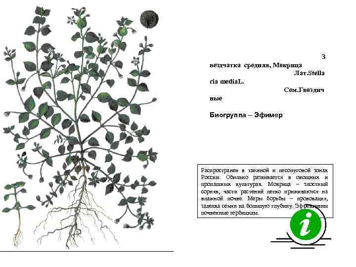 З вездчатка средняя, Мокрица Лат. Stella ria media. L. Сем. Гвоздич ные Биогруппа –