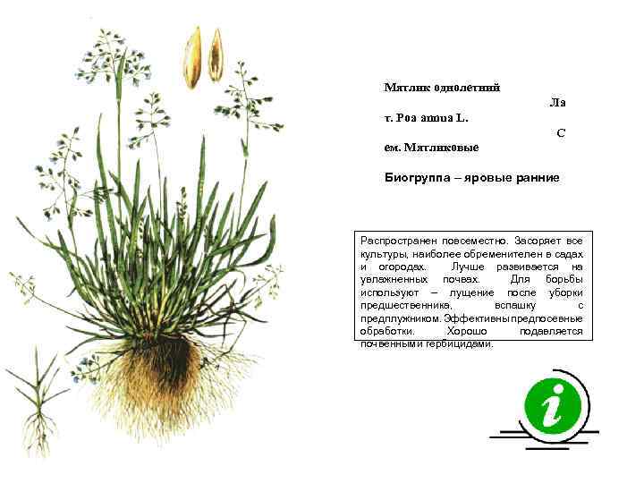 Мятлик однолетний Ла т. Poa annua L. С ем. Мятликовые Биогруппа – яровые ранние