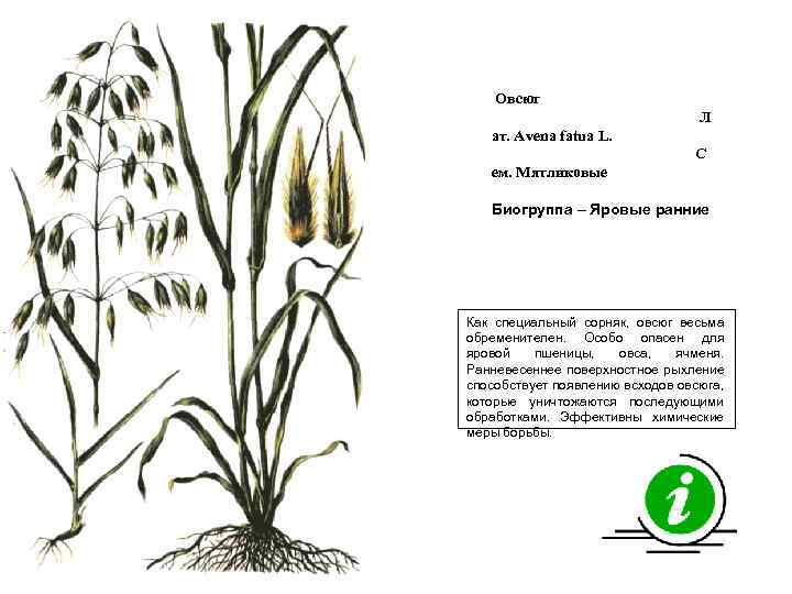 Овсюг Л ат. Avena fatua L. С ем. Мятликовые Биогруппа – Яровые ранние Как