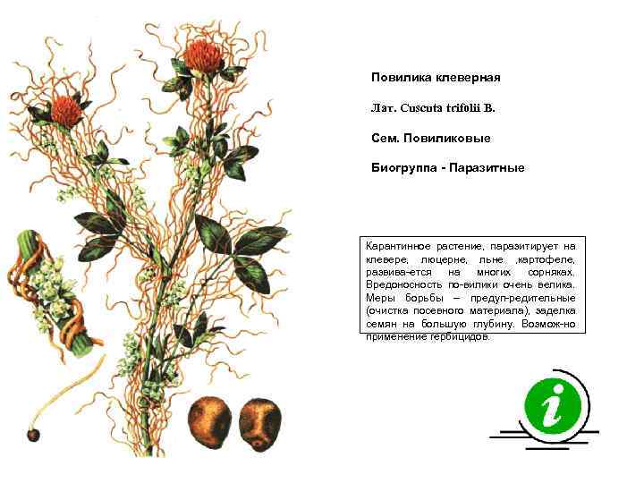 Повилика клеверная Лат. Cuscuta trifolii B. Сем. Повиликовые Биогруппа - Паразитные Карантинное растение, паразитирует