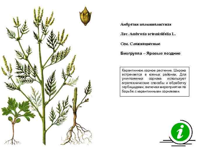 Амброзия полыннолистная Лат. Ambrosia artemisiifolia L. Сем. Сложноцветные Биогруппа – Яровые поздние Карантинное сорное