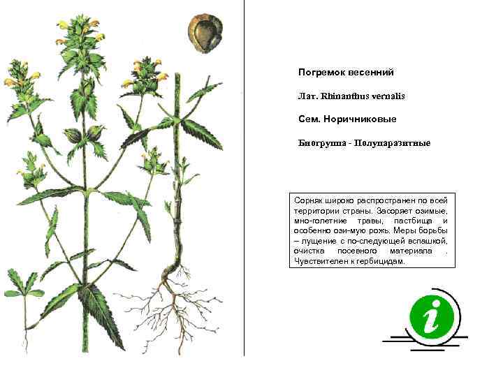 Погремок весенний Лат. Rhinanthus vernalis Сем. Норичниковые Биогруппа - Полупаразитные Сорняк широко распространен по