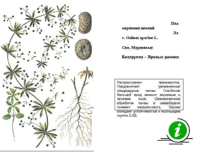 Под маренник цепкий Ла т. Galium aparine L. Сем. Мареновые Биогруппа – Яровые ранние