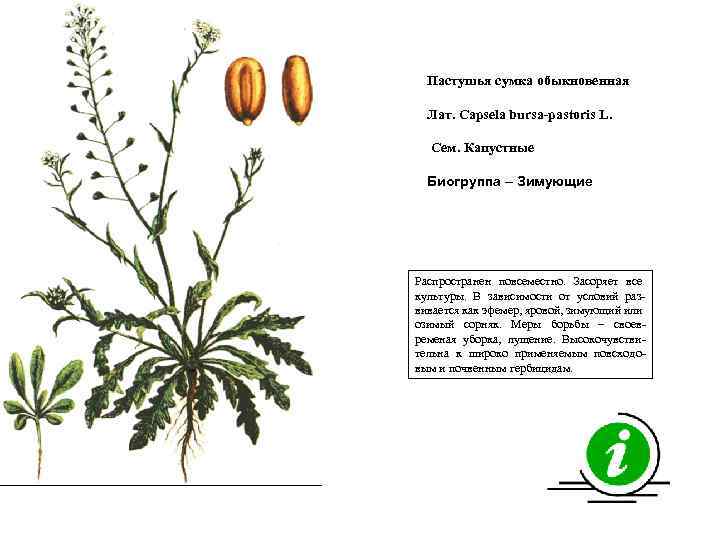 Пастушья сумка обыкновенная Лат. Capsela bursa-pastoris L. Сем. Капустные Биогруппа – Зимующие Распространен повсеместно.