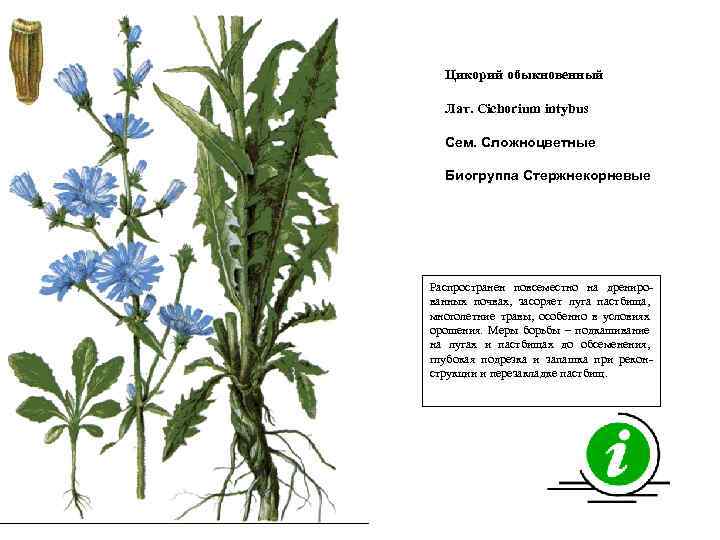 Цикорий обыкновенный Лат. Cichorium intybus Сем. Сложноцветные Биогруппа Стержнекорневые Распространен повсеместно на дренированных почвах,