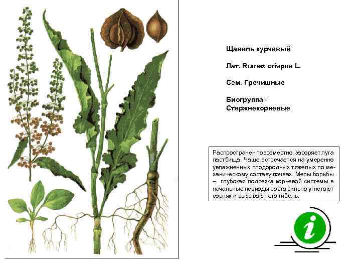 Щавель курчавый Лат. Rumex crispus L. Сем. Гречишные Биогруппа Стержнекорневые Распространен повсеместно, засоряет луга