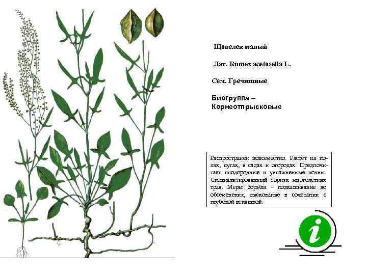 Щавелек малый Лат. Rumex acetosella L. Сем. Гречишные Биогруппа – Корнеотпрысковые Распространен повсеместно. Растет